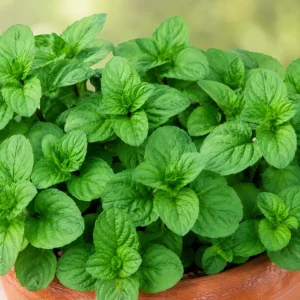 Orange Mint Live Plant 2-4 Inch Tall - Aromatic Perennial Herb - Image 3