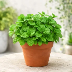 Orange Mint Live Plant 2-4 Inch Tall - Aromatic Perennial Herb - Image 5