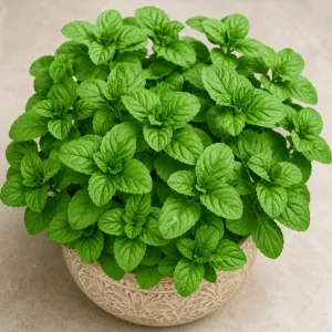 Orange Mint Live Plant 2-4 Inch Tall - Aromatic Perennial Herb - Image 6