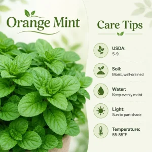 Orange Mint Live Plant 2-4 Inch Tall - Aromatic Perennial Herb - Image 7
