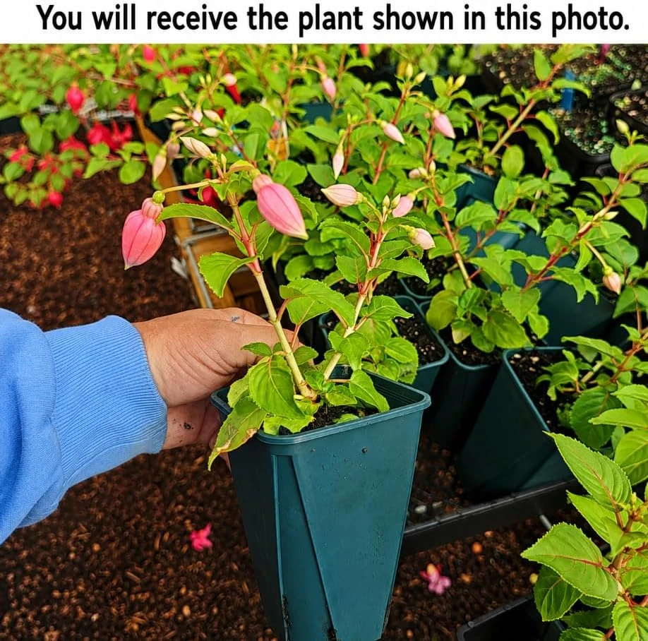 Orange Red Fuchsia Live Plant – White Flowers – 4-6 inch Tall – 6 Inch Pot - Image 2