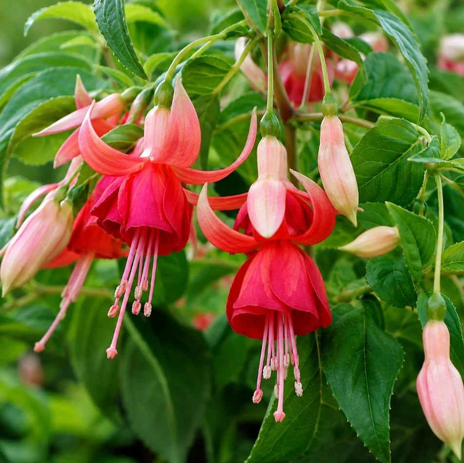 Orange Red Fuchsia Live Plant – White Flowers – 4-6 inch Tall – 6 Inch Pot - Image 3
