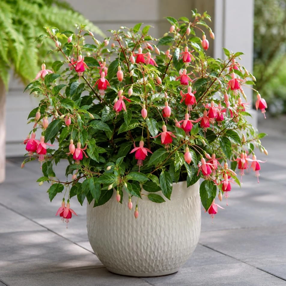 Orange Red Fuchsia Live Plant – White Flowers – 4-6 inch Tall – 6 Inch Pot - Image 4