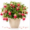 Orange Red Fuchsia Live Plant – White Flowers – 4-6 inch Tall – 6 Inch Pot - Image 1