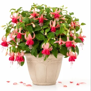 Orange Red Fuchsia Live Plant – White Flowers – 4-6 inch Tall – 6 Inch Pot - Image 1