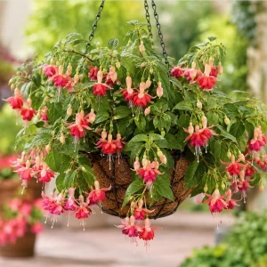 Orange Red Fuchsia Live Plant – White Flowers – 4-6 inch Tall – 6 Inch Pot - Image 7