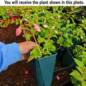 Orange Red Fuchsia Plant - Live Plant, 4-6 inch Tall, 5 Inch Pot, Outdoor - Image 2