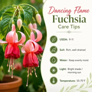 Orange Red Fuchsia Plant - Live Plant, 4-6 inch Tall, 5 Inch Pot, Outdoor - Image 4