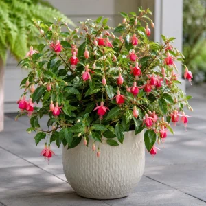 Orange Red Fuchsia Plant - Live Plant, 4-6 inch Tall, 5 Inch Pot, Outdoor - Image 5