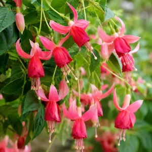 Orange Red Fuchsia Plant - Live Plant, 4-6 inch Tall, 5 Inch Pot, Outdoor - Image 6