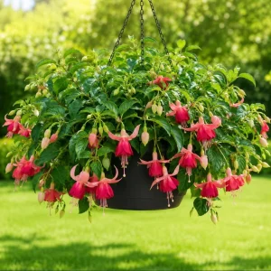 Orange Red Fuchsia Plant - Live Plant, 4-6 inch Tall, 5 Inch Pot, Outdoor - Image 1