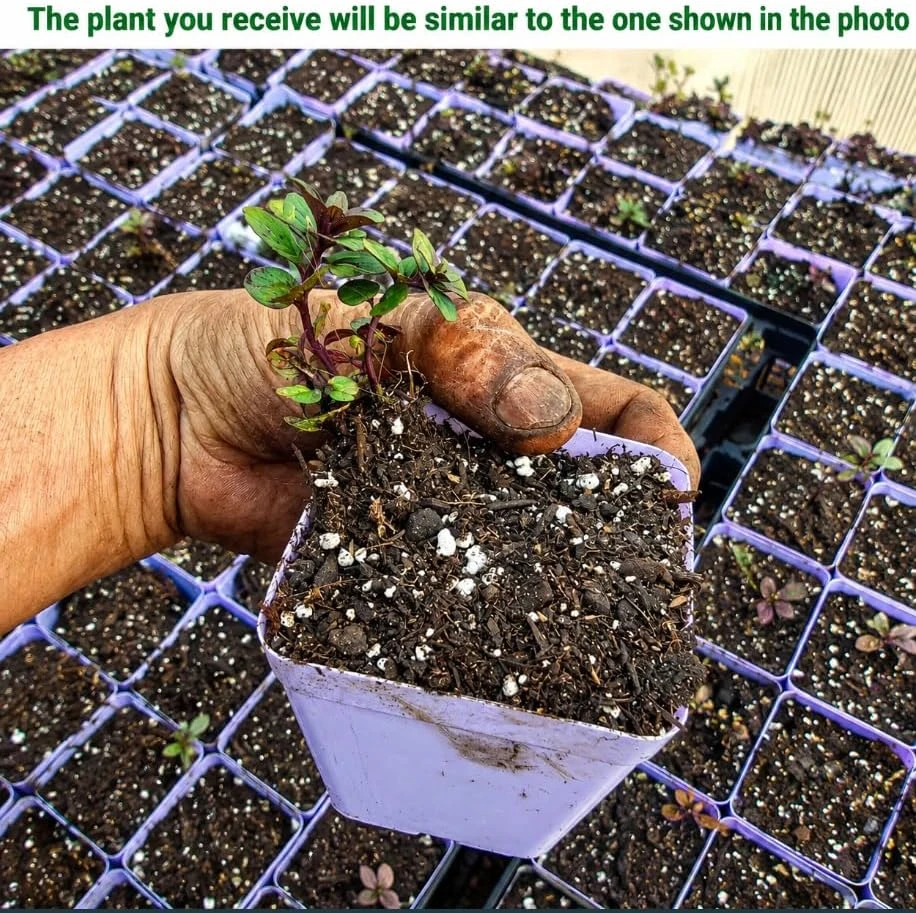 Peppermint Live Plant – Fragrant Herb for Garden – 2-4 Inch Tall – USDA Zones 3-9 - Image 2