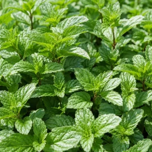 Peppermint Live Plant – Fragrant Herb for Garden – 2-4 Inch Tall – USDA Zones 3-9 - Image 4