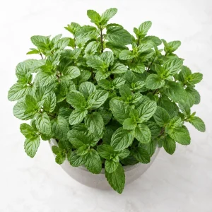 Peppermint Live Plant – Fragrant Herb for Garden – 2-4 Inch Tall – USDA Zones 3-9 - Image 7