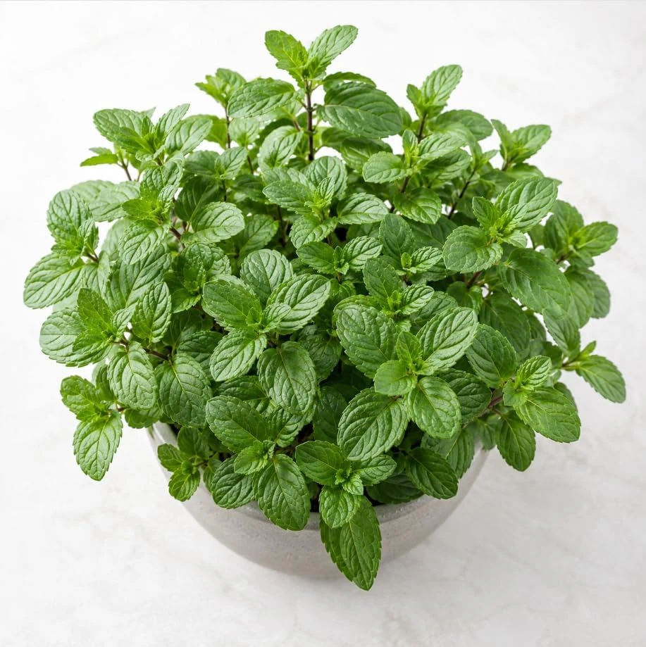 Peppermint Live Plant – Fragrant Herb for Garden – 2-4 Inch Tall – USDA Zones 3-9 - Image 7