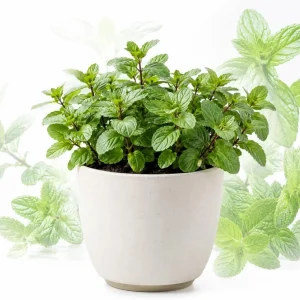 Peppermint Live Plant – Fragrant Herb for Garden – 2-4 Inch Tall – USDA Zones 3-9 - Image 1