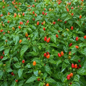 Pequin Chili Pepper Live Plants - 2 Seedlings, 3-5 Inches Tall, Red Hot Pepper for Garden & Containers - Image 2