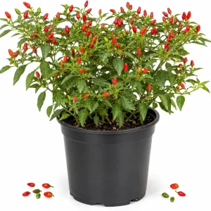 Pequin Chili Pepper Live Plants - 2 Seedlings, 3-5 Inches Tall, Red Hot Pepper for Garden & Containers - Image 1