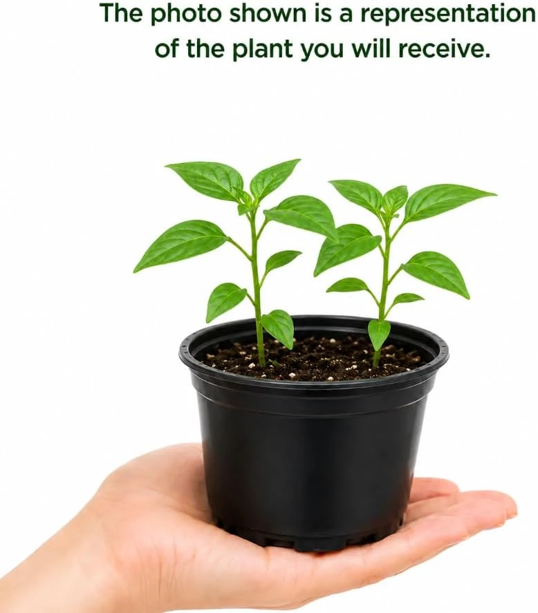 Pequin Chili Pepper Live Plants - 2 Seedlings, 3-5 Inches Tall, Red Hot Pepper for Garden & Containers - Image 4