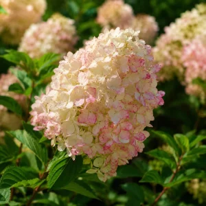 Phantom Hydrangea Live Plant - Pink White, 5-10 Inch Tall, 2.5 Inch Pot - Image 3