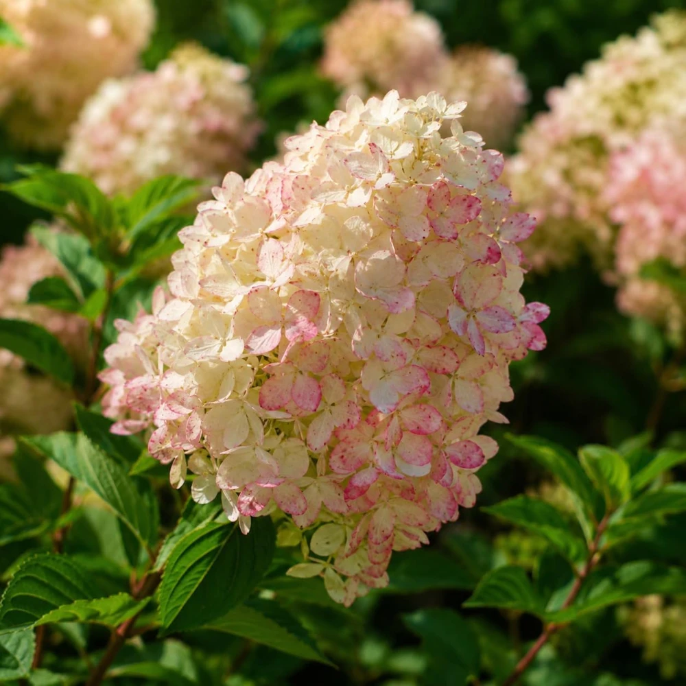 Phantom Hydrangea Live Plant - Pink White, 5-10 Inch Tall, 2.5 Inch Pot - Image 3