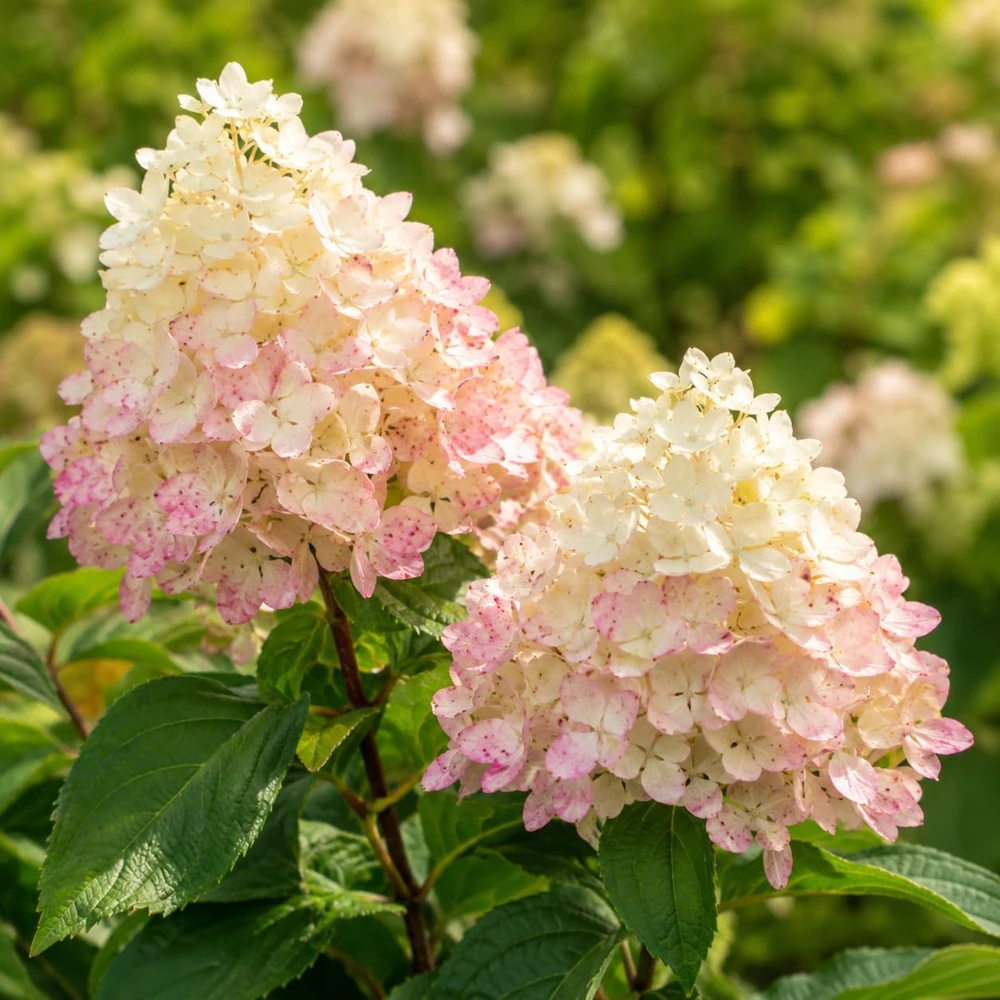 Phantom Hydrangea Live Plant - Pink White, 5-10 Inch Tall, 2.5 Inch Pot - Image 7
