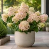 Phantom Hydrangea Live Plant - Pink White, 5-10 Inch Tall, 2.5 Inch Pot - Image 1