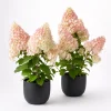 Phantom Hydrangea Plants Live – Set of 2 Pink White Hydrangea Tree, 5-10 Inch Tall, 2.5 Inch Pot, Outdoor - Image 1