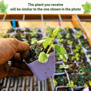Pineapple Mint Live Plant, Variegated, 2-4 Inch Tall, Herb for Garden - Image 2