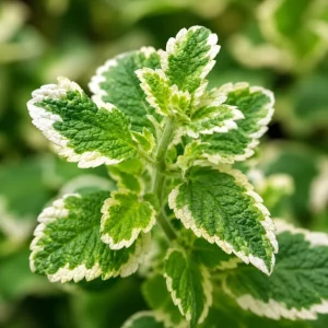 Pineapple Mint Live Plant, Variegated, 2-4 Inch Tall, Herb for Garden - Image 3