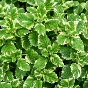 Pineapple Mint Live Plant, Variegated, 2-4 Inch Tall, Herb for Garden - Image 5