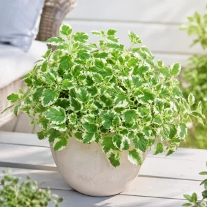 Pineapple Mint Live Plant, Variegated, 2-4 Inch Tall, Herb for Garden - Image 6