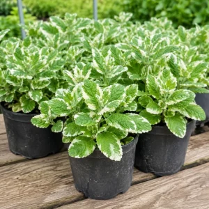 Pineapple Mint Live Plant, Variegated, 2-4 Inch Tall, Herb for Garden - Image 7
