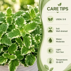 Pineapple Mint Live Plant, Variegated, 2-4 Inch Tall, Herb for Garden - Image 8
