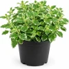 Pineapple Mint Live Plant, Variegated, 2-4 Inch Tall, Herb for Garden - Image 1