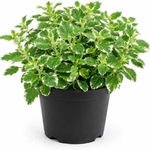 Pineapple Mint Live Plant, Variegated, 2-4 Inch Tall, Herb for Garden - Image 1