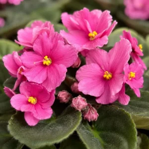 Pink African Violet Live Plant, 3-5 in Tall, 4 in Pot, Indoor Houseplant - Image 2