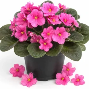 Pink African Violet Live Plant, 3-5 in Tall, 4 in Pot, Indoor Houseplant - Image 1