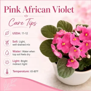 Pink African Violet Live Plant, 3-5 in Tall, 4 in Pot, Indoor Houseplant - Image 6