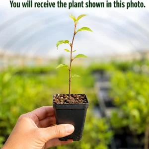 Pink Cherry Blossom Live Plant - 5-10 Inch Tall Flowering Tree for Outdoors, 2.5 Inch Pot - Image 2