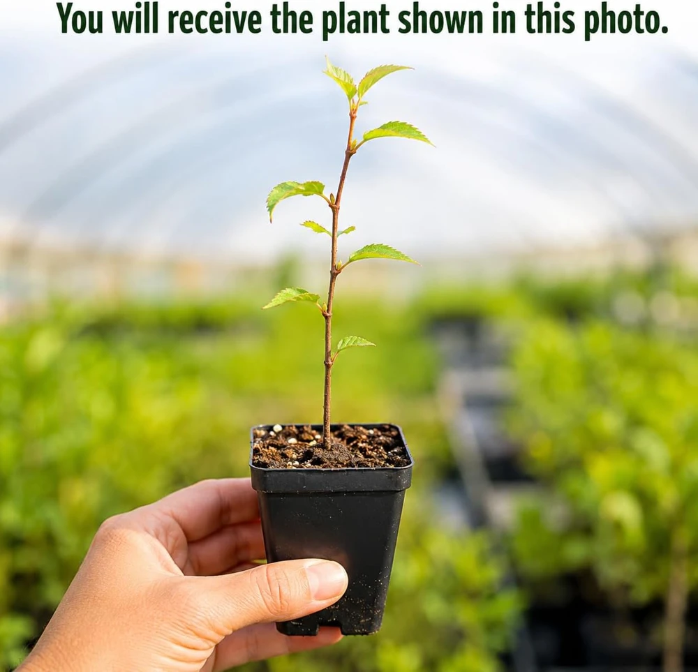 Pink Cherry Blossom Live Plant - 5-10 Inch Tall Flowering Tree for Outdoors, 2.5 Inch Pot - Image 2