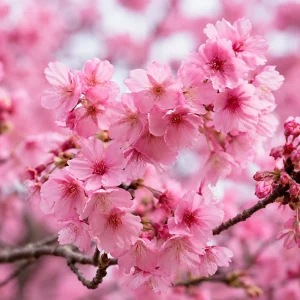 Pink Cherry Blossom Live Plant - 5-10 Inch Tall Flowering Tree for Outdoors, 2.5 Inch Pot - Image 3