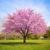 Pink Cherry Blossom Live Plants – Set of 2 Flowering Trees, 5-10 Inch Tall, 2.5 Inch Pot, Outdoor - Image 1