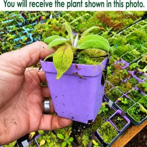 Pink Foxglove Live Plant - Hardy Perennial, Pink Summer Flowers, 2-4 Inch Tall, 3 Inch Pot - Image 2