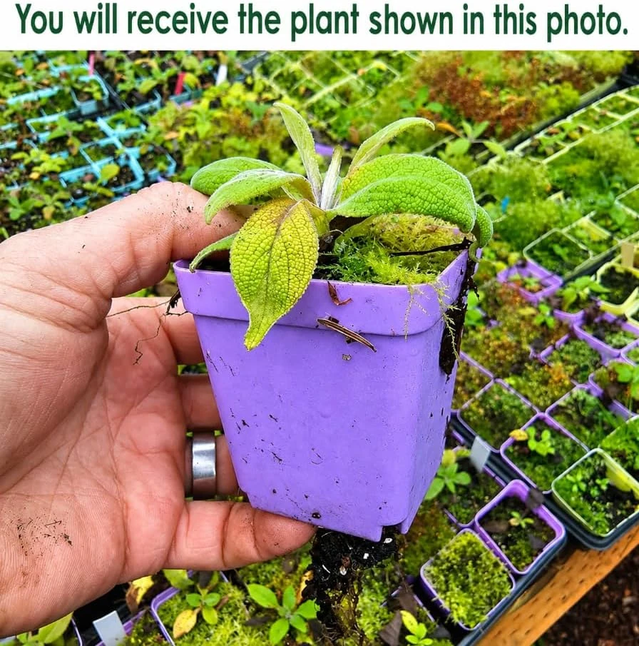 Pink Foxglove Live Plant - Hardy Perennial, Pink Summer Flowers, 2-4 Inch Tall, 3 Inch Pot - Image 2