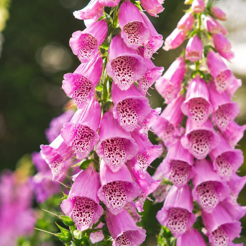 Pink Foxglove Live Plant - Hardy Perennial, Pink Summer Flowers, 2-4 Inch Tall, 3 Inch Pot - Image 4