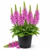 Pink Foxglove Live Plant - Hardy Perennial, Pink Summer Flowers, 2-4 Inch Tall, 3 Inch Pot - Image 1
