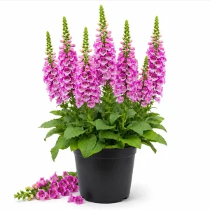 Pink Foxglove Live Plant - Hardy Perennial, Pink Summer Flowers, 2-4 Inch Tall, 3 Inch Pot - Image 1