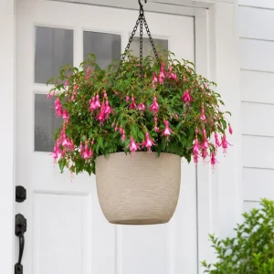 Pink Fuchsia Live Plant – 4-6 Inch Tall, 5 Inch Pot – Pink Flowering Plant - Image 3