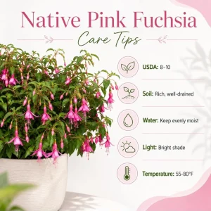 Pink Fuchsia Live Plant – 4-6 Inch Tall, 5 Inch Pot – Pink Flowering Plant - Image 4